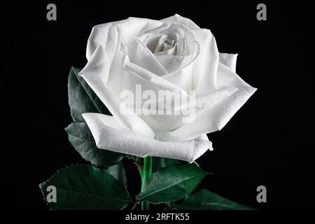 Red and White and White Roses with green leaves on a dark and mysterious background. One of the red and white roses is in a twisted clear vase. Stock Photo