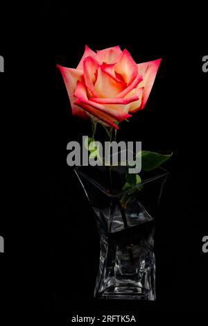 Red and White and White Roses with green leaves on a dark and mysterious background. One of the red and white roses is in a twisted clear vase. Stock Photo