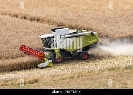 A combine harvests rapeseed on a field (logo, brand, trademark removed) Stock Photo