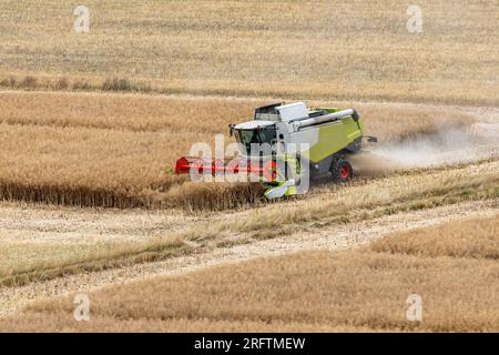 A combine harvests rapeseed on a field (logo, brand, trademark removed) Stock Photo