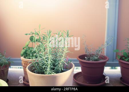 Herbs in pots growing on the balcony. High quality photo Stock Photo