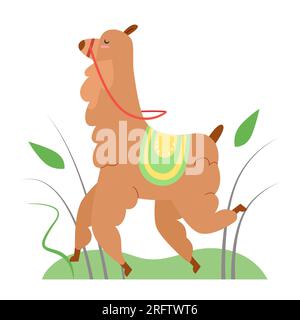 Walking llama alpaca. Running camel family alpaca, farm animal vector illustration Stock Vector