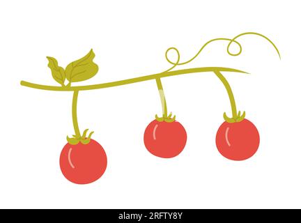Cherry tomatoes on branch. Healthy vegetables, salad ingredients vector illustration Stock Vector