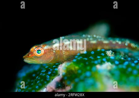 Common Ghost Goby, Pleurosicya mossambica, on Ascidian, Ascidiacea Class, Melasti dive site, Karangasem, Bali, Indonesia Stock Photo