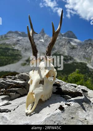 Still life of a roebuck antler in the alps of Montafon (Gauertal, Vorarlberg). Stock Photo