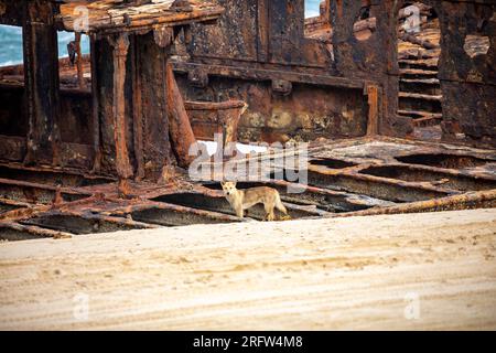 Dingo animal on Fraser Island shipwreck, SS Maheno ocean liner ship wreck on 75 mile beach,K'gair island,Queensland,Australia now tourist attraction Stock Photo