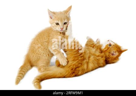 Sweet kittens are fighting and playing on a white background. Stock Photo