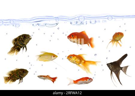 Many fish are swimming in an aquarium. You can see the water surface with air bubbles. Taken on a clean white background. Stock Photo