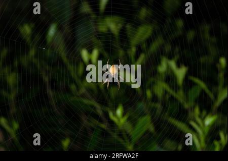 Yellow spider wait for insect on middle of his net in bluured green background Stock Photo