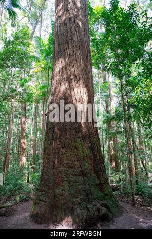 Fraser Island and giant ancient Satinay hardwood trees (Syncarpia hilii) in the rainforest Pile Valley, K'gari, Queensland,Australia Stock Photo