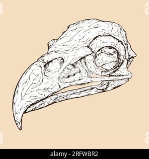 bald eagle skull head vector illustration Stock Vector