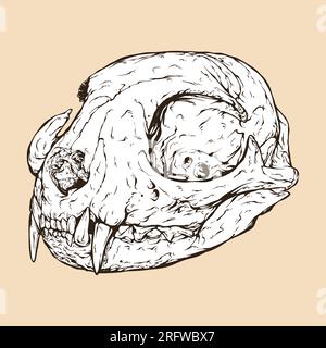 domestic cat skull head vector illustration Stock Vector