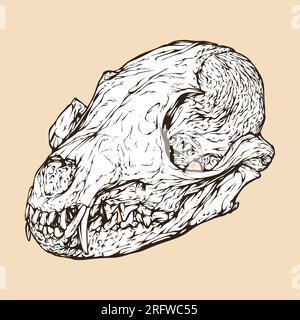 african cape fox skull head vector illustration Stock Vector