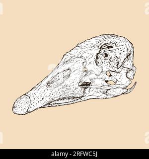 domestic goose skull head vector illustration Stock Vector