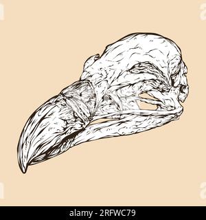 griffon vulture skull head vector illustration Stock Vector