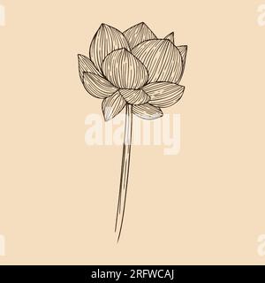 Lotus flower vector illustration with line art Stock Vector