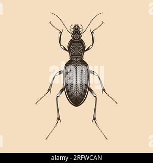 Carabus Violaceus illustration vector flat design Stock Vector