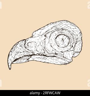 osprey skull head vector illustration Stock Vector
