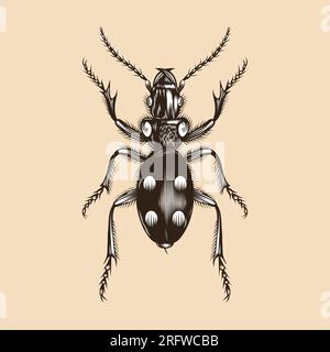 Anthia illustration vector flat design Stock Vector