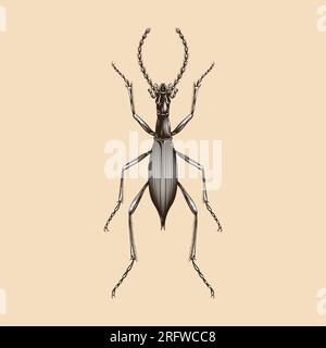 Damaster Blaptoides Capito illustration vector flat design Stock Vector