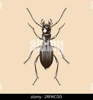 Amblycheila Cylindriformis illustration vector flat design Stock Vector