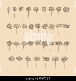 Set Lotus flower collection vector illustration with line art Stock Vector