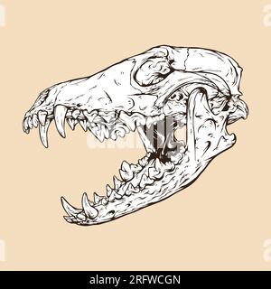 coyote skull head vector illustration Stock Vector