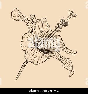 Hibiscus flower vector illustration with line art Stock Vector