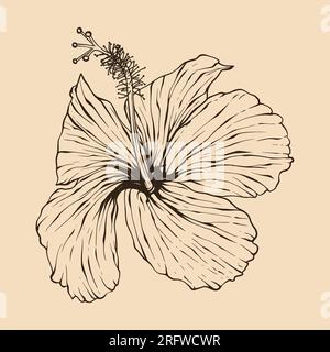Hibiscus flower vector illustration with line art Stock Vector