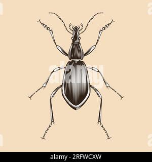 Damaster Blaptoides illustration vector flat design Stock Vector