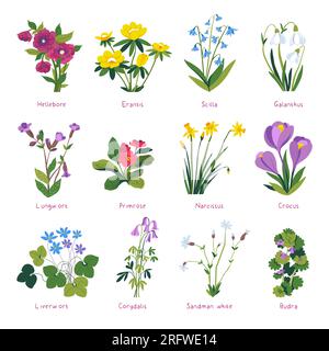 Spring flowers in blossom, primrose and crocus Stock Vector