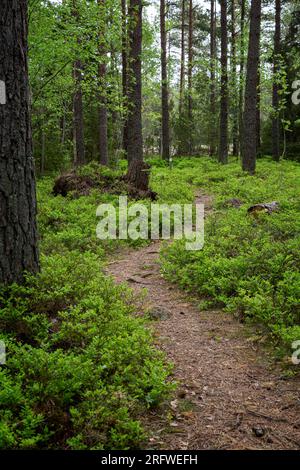Pine trees and a small pathway in a lush forest in Åland Islands, Finland, in the spring. Stock Photo