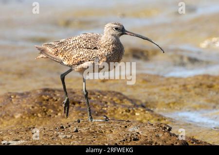 Long-billed Curlew foraging in mudflats. Palo Alto Baylands, Santa Clara County, California, USA. Stock Photo