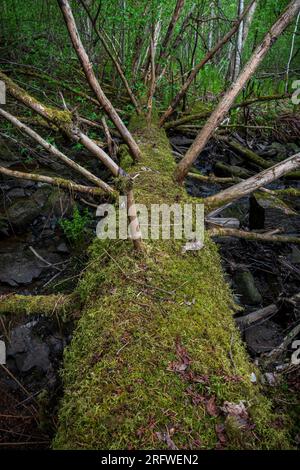 Fallen tree trunk covered in moss and needles on the ground in a lush forest in Tampere, Finland, in the summer or autumn. Stock Photo