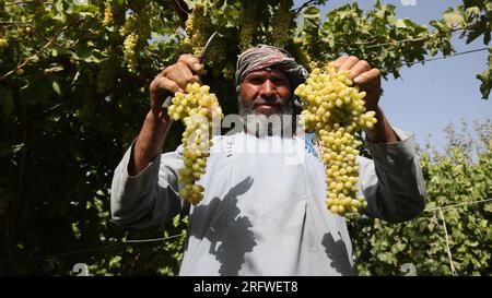 Herat, Afghanistan. 5th Aug, 2023. A farmer holds bunches of grapes at a vineyard in Herat Province, Afghanistan, Aug. 5, 2023. Farmers in Herat Province are busy harvesting grapes, one of Afghanistan's most profitable agricultural products. Credit: Mashal/Xinhua/Alamy Live News Stock Photo