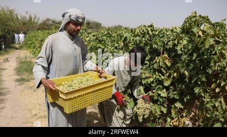 Herat, Afghanistan. 5th Aug, 2023. Farmers harvest grapes at a vineyard in Herat Province, Afghanistan, Aug. 5, 2023. Farmers in Herat Province are busy harvesting grapes, one of Afghanistan's most profitable agricultural products. Credit: Mashal/Xinhua/Alamy Live News Stock Photo