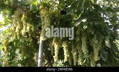 Herat. 5th Aug, 2023. This photo taken on Aug. 5, 2023 shows a corner of grape vineyard in Herat Province, Afghanistan. Farmers in Herat Province are busy harvesting grapes, one of Afghanistan's most profitable agricultural products. Credit: Mashal/Xinhua/Alamy Live News Stock Photo