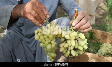 Herat. 5th Aug, 2023. This photo taken on Aug. 5, 2023 shows newly-harvested grapes in Herat Province, Afghanistan. Farmers in Herat Province are busy harvesting grapes, one of Afghanistan's most profitable agricultural products. Credit: Mashal/Xinhua/Alamy Live News Stock Photo