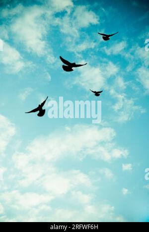 flock of flying birds in silhouette Stock Photo