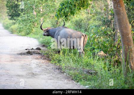 Wild Asiatic water Buffalo (Bubalus arnee) with cubs crossing dirt road in Kaziranga National Park, India Stock Photo