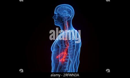 Vagus nerves, illustration Stock Photo