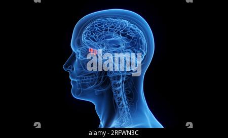 Olfactory nerves, illustration Stock Photo