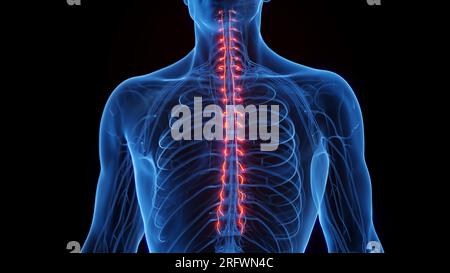 Sympathetic nerves, illustration Stock Photo