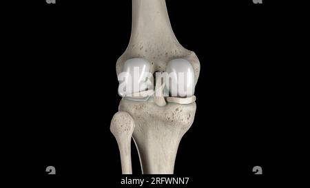 Knee bones, illustration Stock Photo