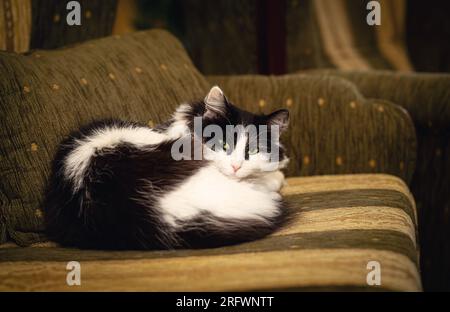 Cat sitting on the couch. Stock Photo