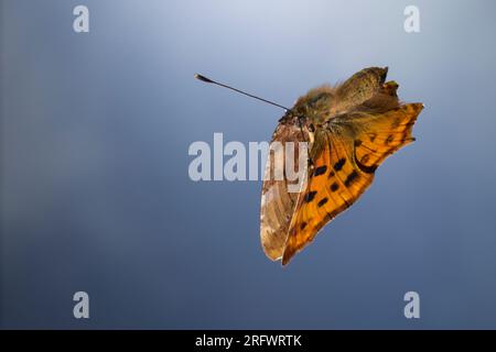 C-Falter, Weißes C, C-Fuchs, Flug, fliegend, Polygonia c-album, Nymphalis c-album, Comma, anglewings, flight, flying, Le Robert-le-Diable Stock Photo