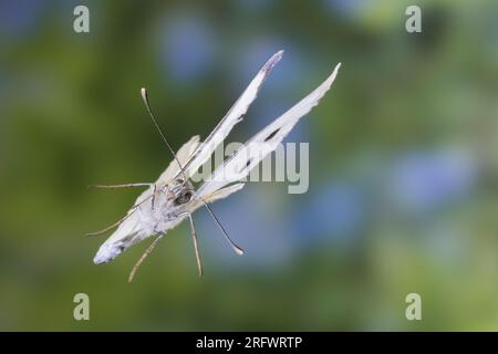 Großer Kohlweißling, Kohlweißling, Kohl-Weißling, Grosser Kohlweissling, Kohlweissling, Flug, fliegend, Pieris brassicae, large white, Cabbage Butterf Stock Photo