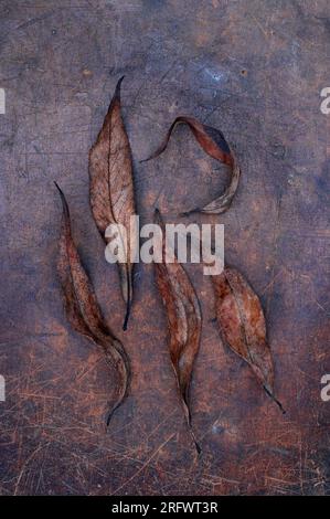 Five long narrow rich brown leaves of Crack willow or Salix fragilis tree lying on scuffed leather Stock Photo