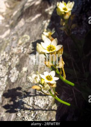 The rare white variety of the Sun Star flower, Ornithogalim dubian, Stock Photo