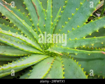 View directly above of the green rosette of aloe Leaves. Stock Photo